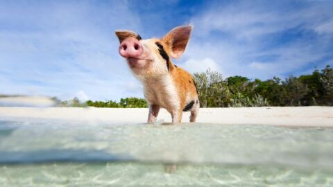Si el verano te ha sabido a poco aun te quedan Las Bahamas