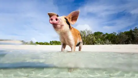 Las Bahamas Si el verano te ha sabido a poco aun te quedan Las Bahamas
