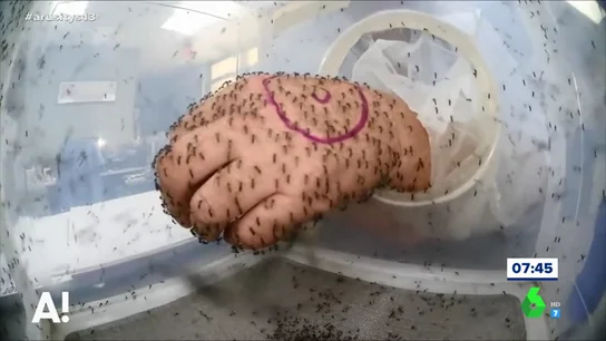 ¿Son efectivos los repelentes antimosquitos? ¿Son efectivos los repelentes antimosquitos?