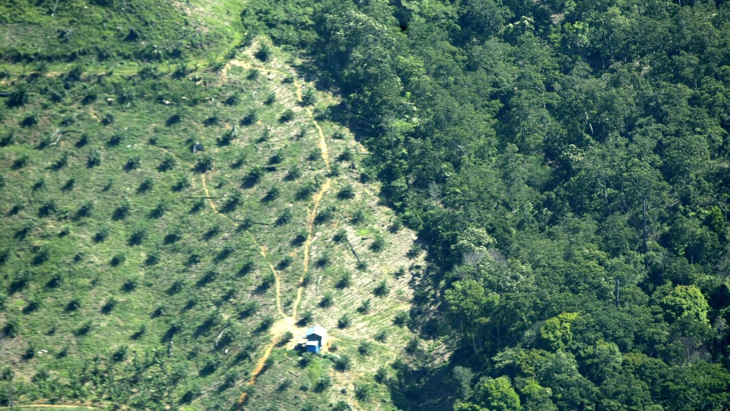 Vista a&eacute;rea de una plantaci&oacute;n de aceite de palma en Indonesia