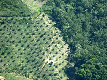 Vista aérea de una plantación de aceite de palma en Indonesia Vista aérea de una plantación de aceite de palma en Indonesia