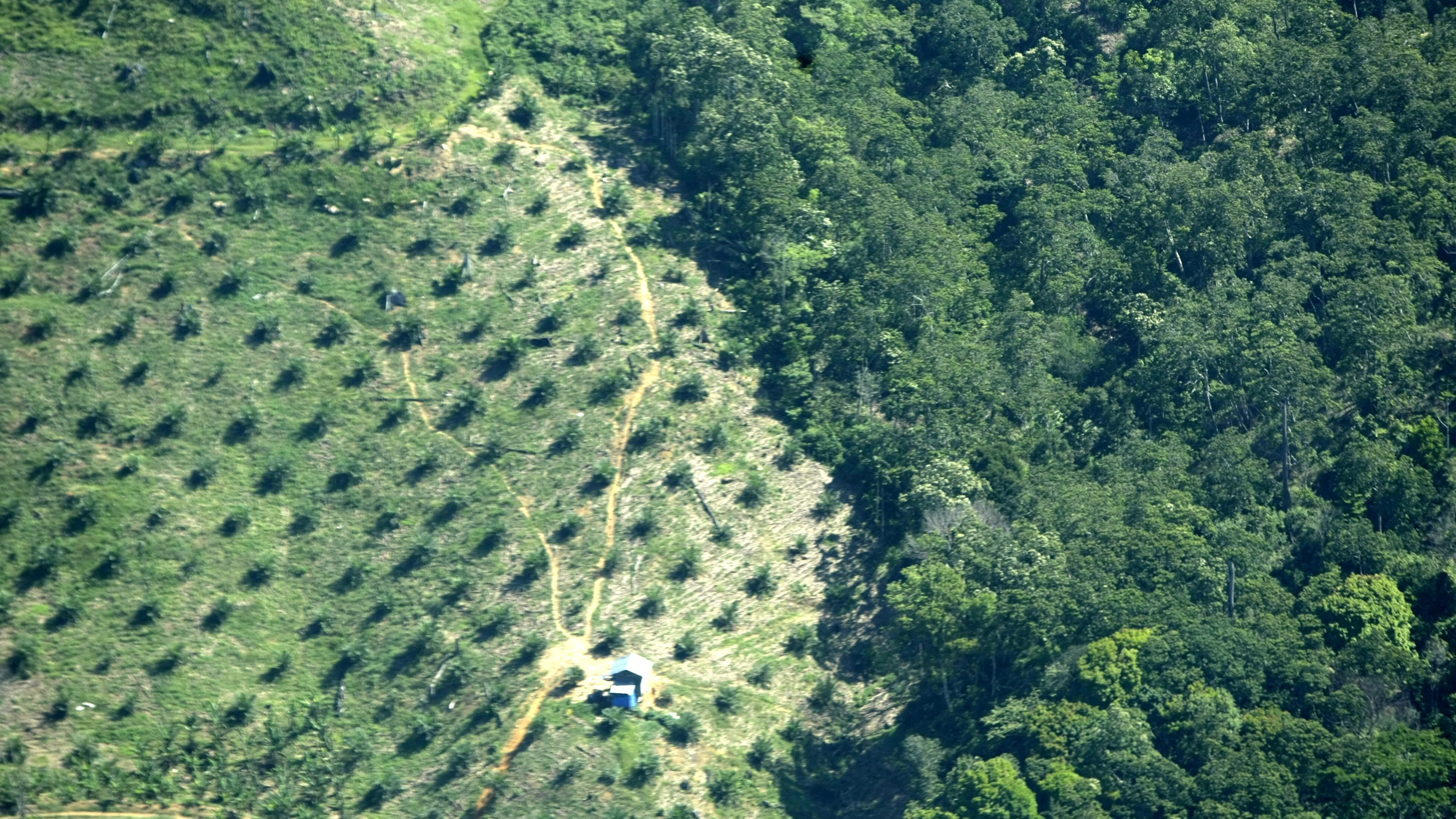 Vista aérea de una plantación de aceite de palma en Indonesia