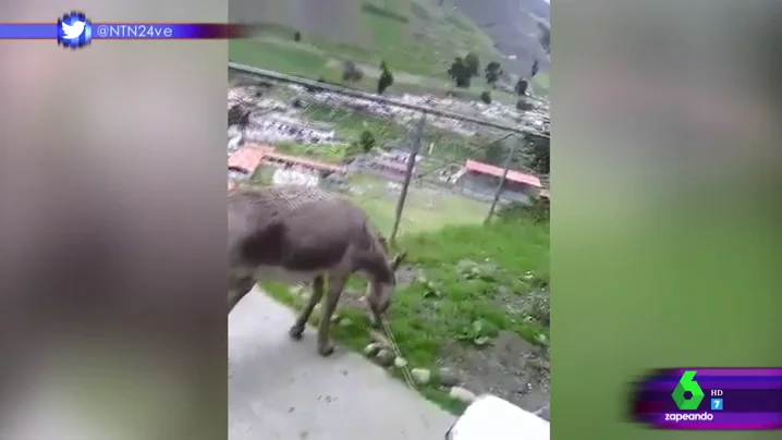 Este es el surrealista vídeo de Nicolás Maduro, el burro por el que dos bomberos irán a la cárcel Este es el surrealista vídeo de Nicolás Maduro, el burro por el que dos bomberos irán a la cárcel