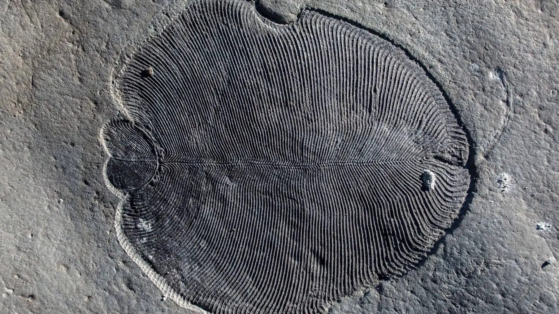 Este es Dickinsonia el primer animal conocido que poblo la Tierra