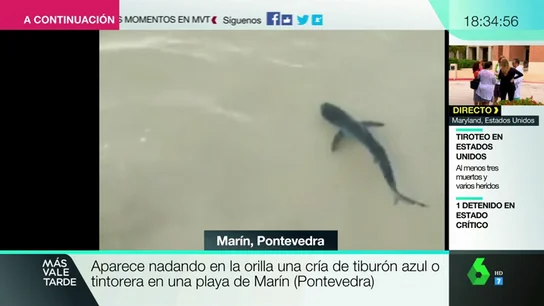 BORRADOR Aparece nadando en una orilla una cría de tiburón azul o tintoreta en una playa de Marín (Pontevedra) BORRADOR Aparece nadando en una orilla una cría de tiburón azul o tintoreta en una playa de Marín (Pontevedra)