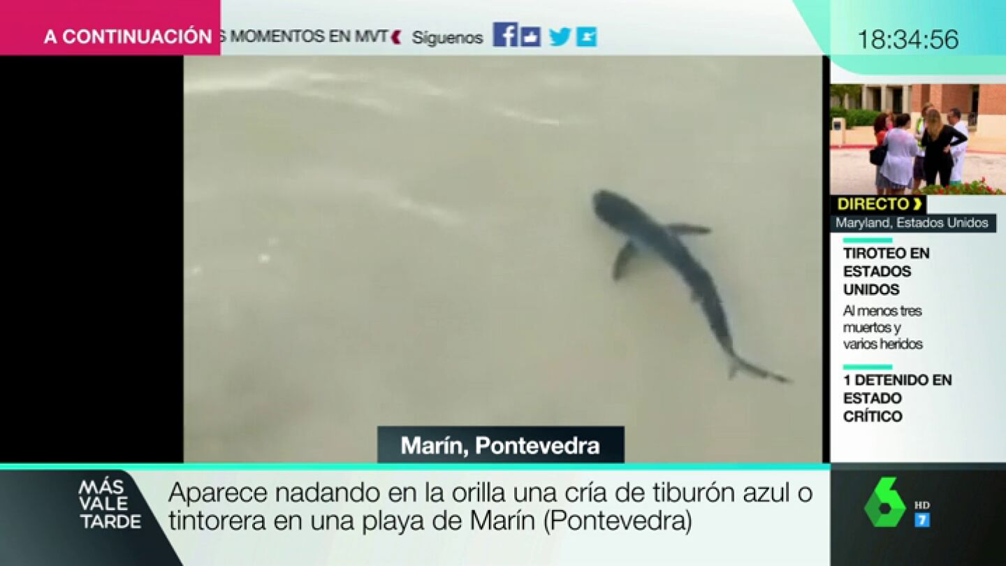 BORRADOR Aparece nadando en una orilla una cr&iacute;a de tibur&oacute;n azul o tintoreta en una playa de Mar&iacute;n (Pontevedra)