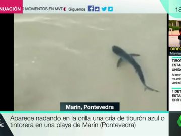 BORRADOR Aparece nadando en una orilla una cría de tiburón azul o tintoreta en una playa de Marín (Pontevedra) BORRADOR Aparece nadando en una orilla una cría de tiburón azul o tintoreta en una playa de Marín (Pontevedra)