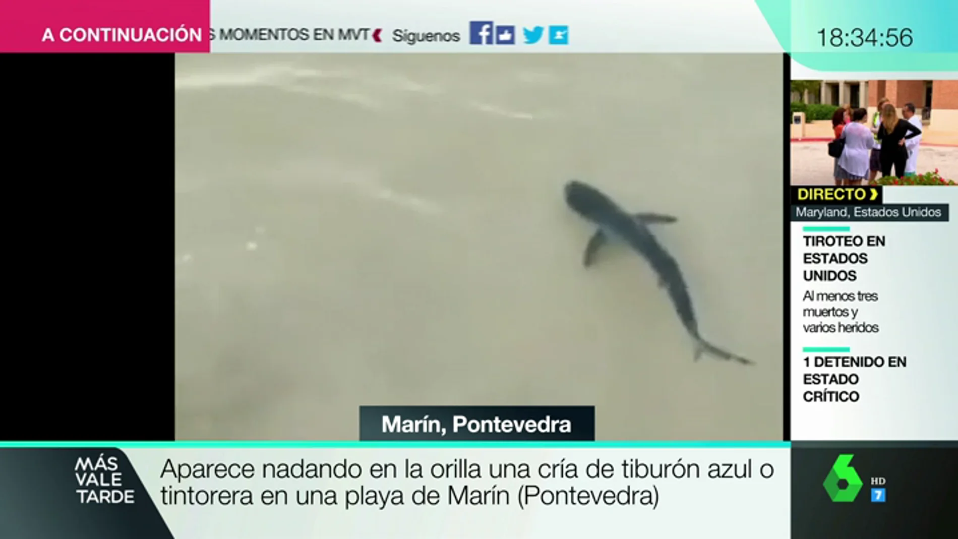 BORRADOR Aparece nadando en una orilla una cría de tiburón azul o tintoreta en una playa de Marín (Pontevedra)