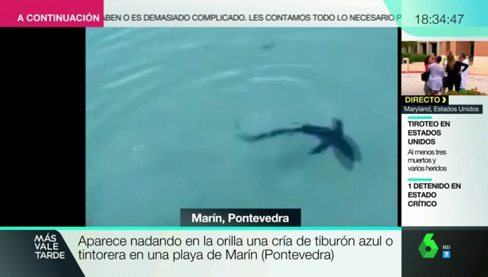 Aparece nadando en una orilla una cría de tiburón azul o tintoreta en una playa de Marín (Pontevedra)