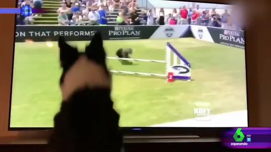 El divertido vídeo de un perro El divertido vídeo de un perro
