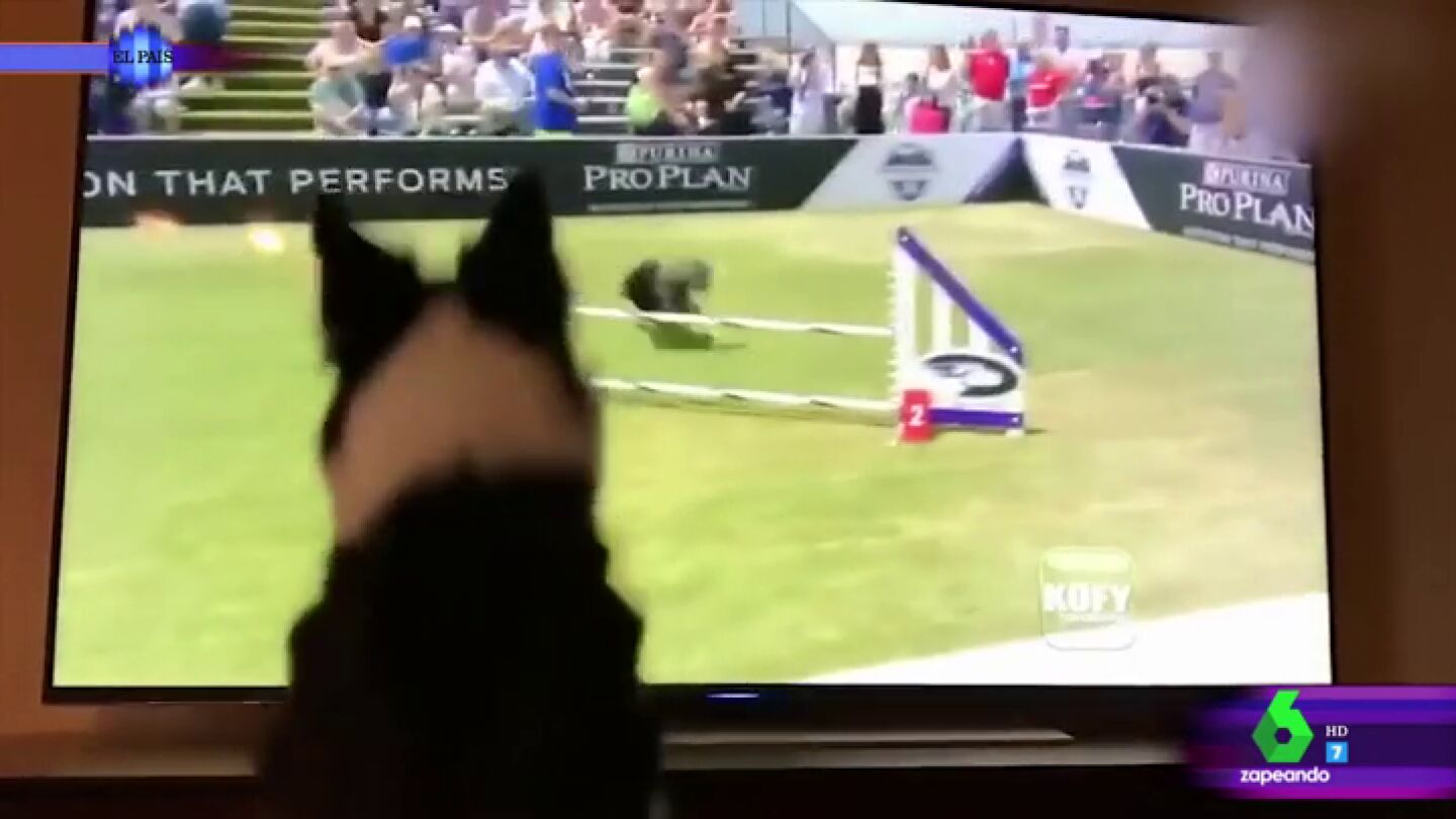 El divertido v&iacute;deo de un perro