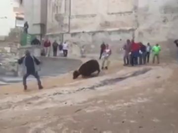Imagen de la vaquilla que grita de dolor en las fiestas de San Mateo de Cuenca Imagen de la vaquilla que grita de dolor en las fiestas de San Mateo de Cuenca