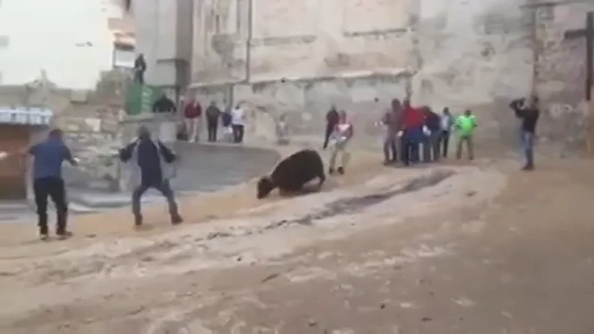 Imagen de la vaquilla que grita de dolor en las fiestas de San Mateo de Cuenca