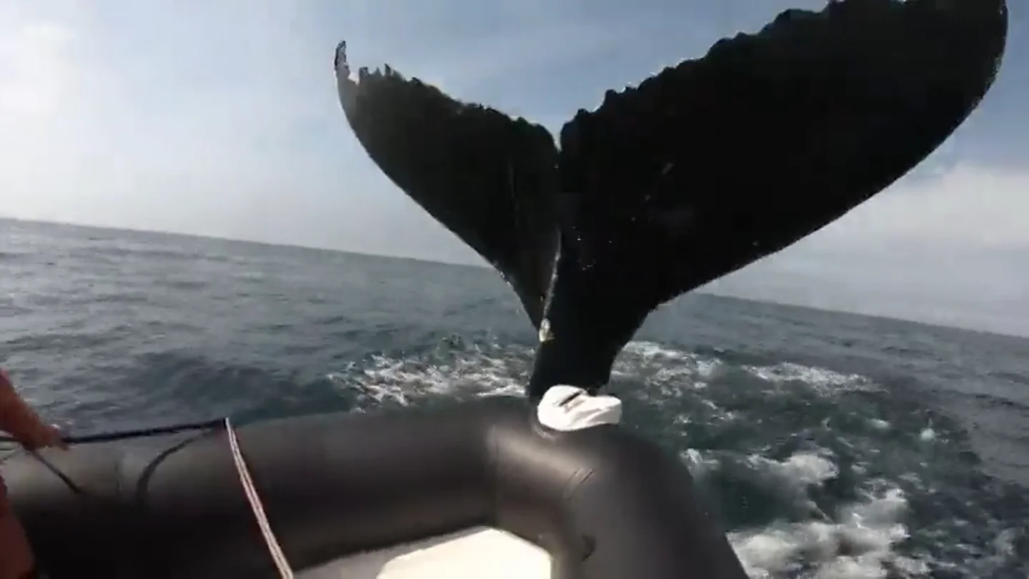 Una enorme ballena jorobada golpea un bote inflable con varios turistas Una enorme ballena jorobada golpea un bote inflable con varios turistas
