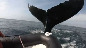 Una enorme ballena jorobada golpea un bote inflable con varios turistas