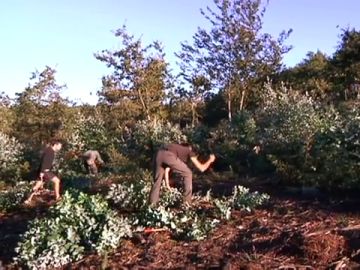 Voluntarios que eliminan eucaliptos y plantan especies autóctonas en A Coruña Voluntarios que eliminan eucaliptos y plantan especies autóctonas en A Coruña