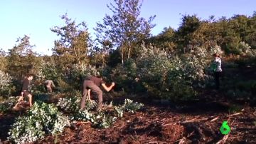 Voluntarios que eliminan eucaliptos y plantan especies autóctonas en A Coruña