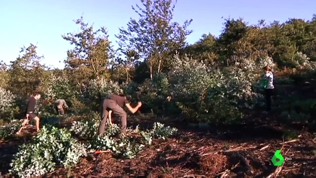 Voluntarios que eliminan eucaliptos y plantan especies autóctonas en A Coruña