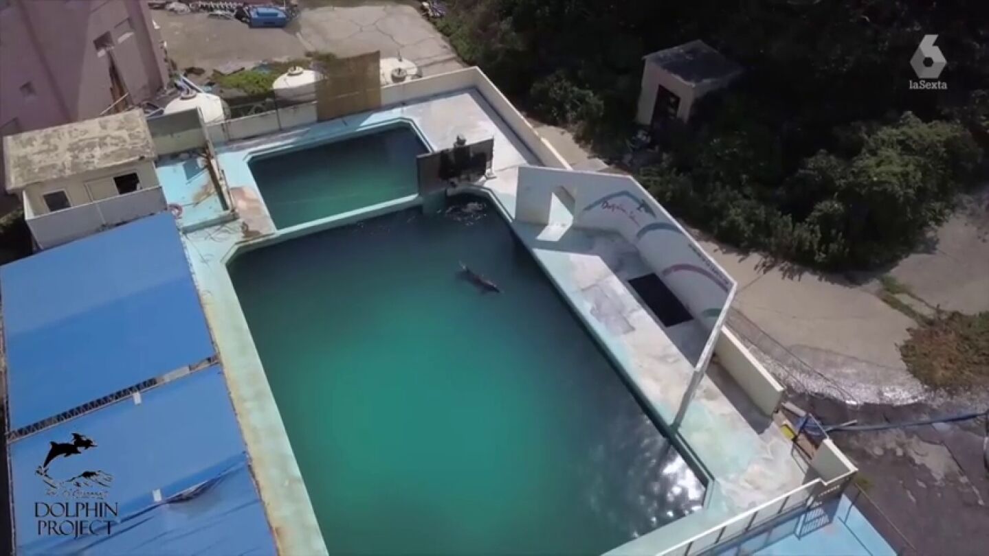 Las indignantes im&aacute;genes de un delf&iacute;n abandonado en un acuario cerrado en Jap&oacute;n
