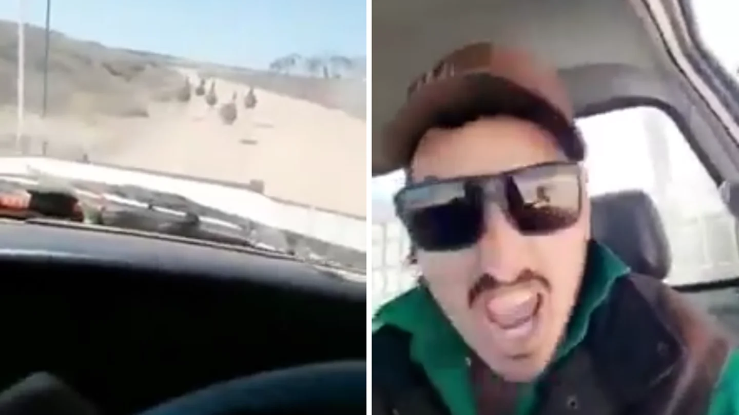 Vídeo atropellando animales Vídeo atropellando animales