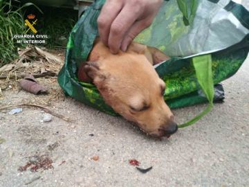 Imagen del perro encontrado moribundo en un contenedor de Palma de Mallorca Imagen del perro encontrado moribundo en un contenedor de Palma de Mallorca