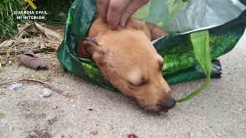 Imagen del perro encontrado moribundo en un contenedor de Palma de Mallorca