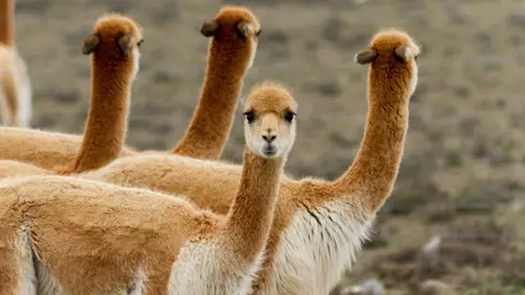 Trekking al Ausangate Adrenalina para expertos en una de las cimas más altas de Perú