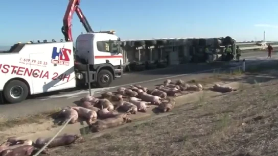 Más de una treintena de animales han muerto en un accidente al volcar un camión en la A-2 Más de una treintena de animales han muerto en un accidente al volcar un camión en la A-2