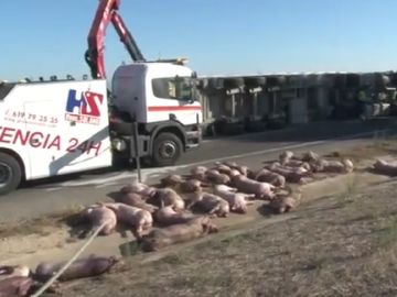 Más de una treintena de animales han muerto en un accidente al volcar un camión en la A-2 Más de una treintena de animales han muerto en un accidente al volcar un camión en la A-2