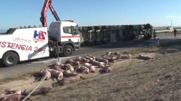 Más de una treintena de animales han muerto en un accidente al volcar un camión en la A-2