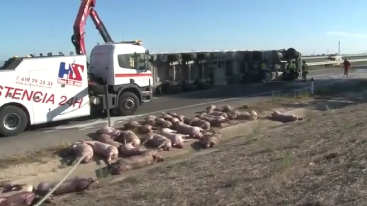 Más de una treintena de animales han muerto en un accidente al volcar un camión en la A-2