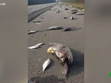 Aparecen millones de peces sobre el asfalto Aparecen millones de peces sobre el asfalto