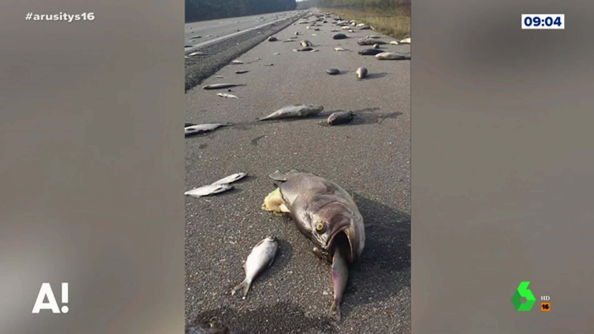 Aparecen millones de peces sobre el asfalto