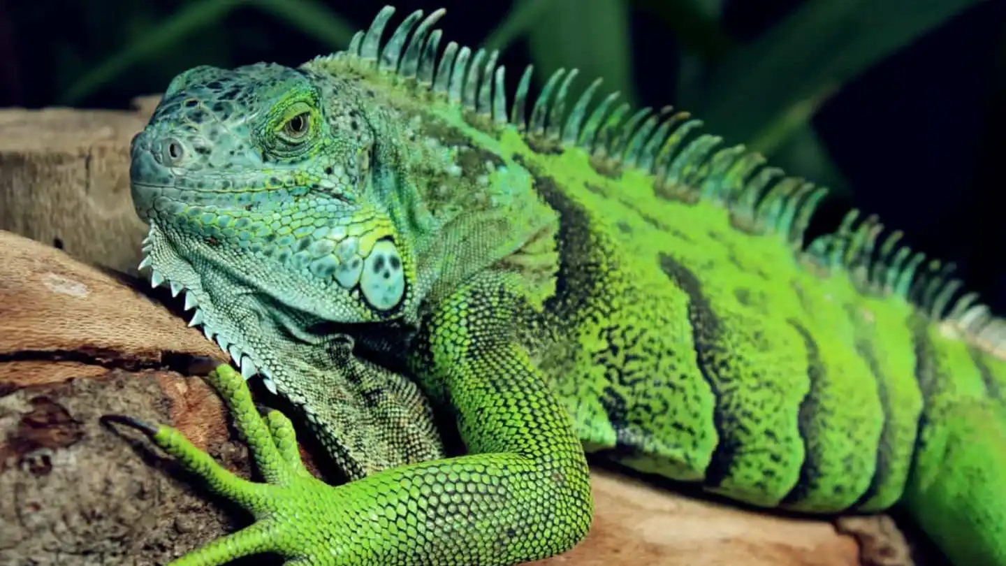 Foto de archivo de una iguana Foto de archivo de una iguana