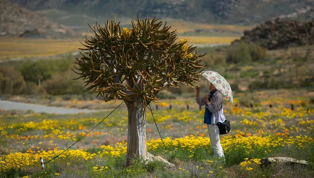 Sudáfrica: flores en el desierto
