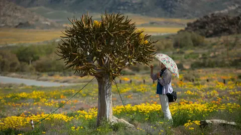 Sudáfrica: flores en el desierto En Sudáfrica las flores crecen en el desierto
