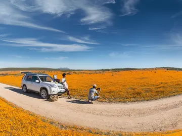 Sudáfrica: flores en el desierto Sudáfrica: flores en el desierto