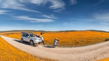 Sudáfrica: flores en el desierto