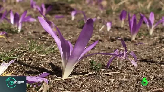 Así es la flor 'quitameriendas' Así es la flor 'quitameriendas'