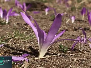 Así es la flor 'quitameriendas' Así es la flor 'quitameriendas'