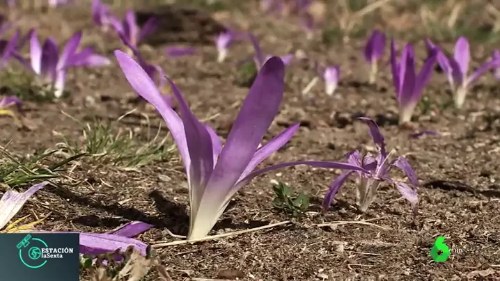 Así es la flor 'quitameriendas'