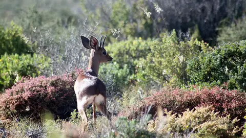 Sudáfrica: flores en el desierto En Sudáfrica las flores crecen en el desierto