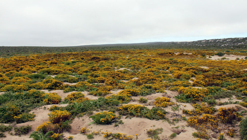 Sudáfrica: flores en el desierto