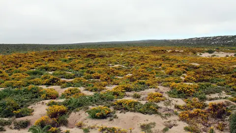 Sudáfrica: flores en el desierto En Sudáfrica las flores crecen en el desierto