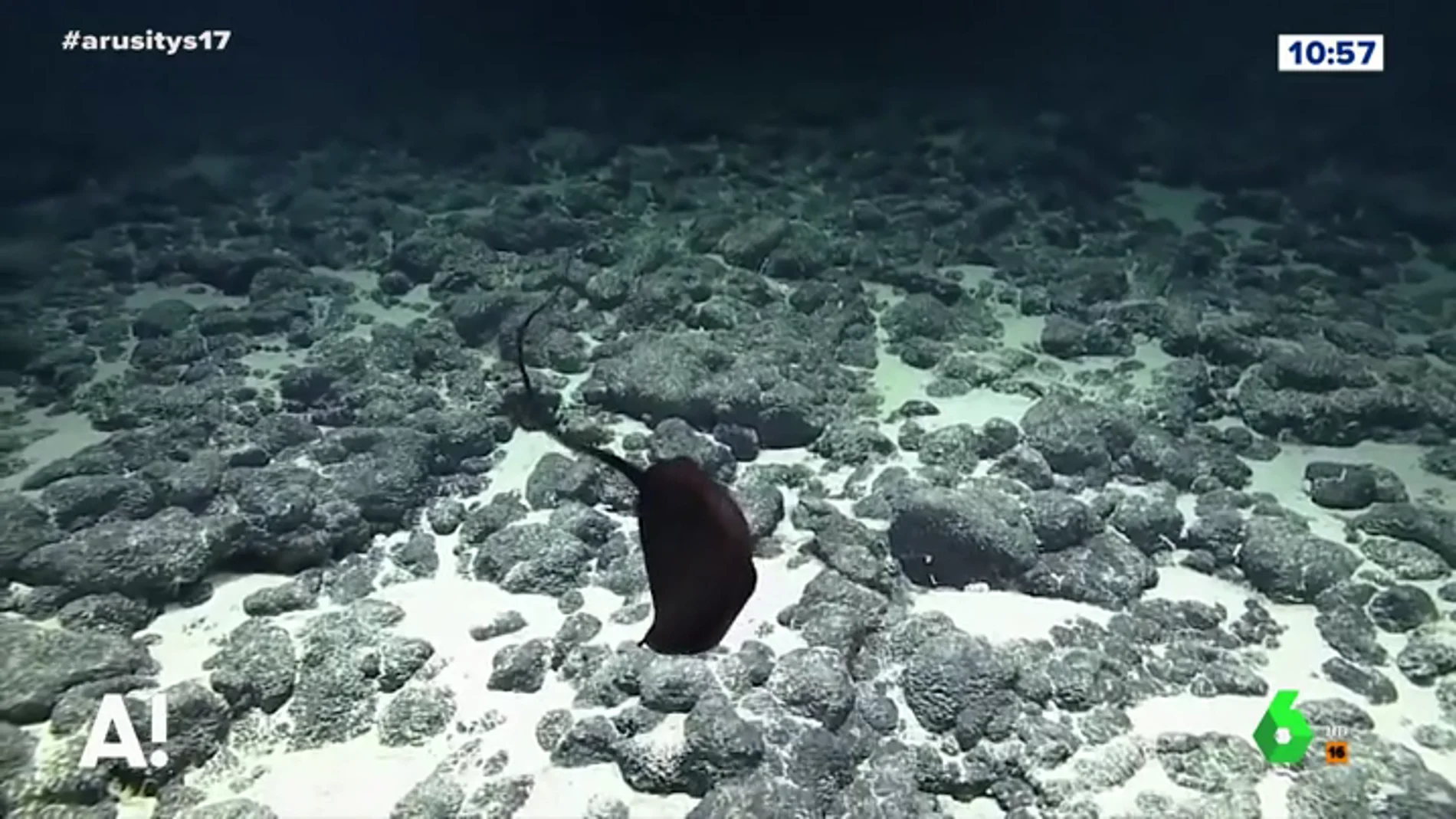 Logran grabar en acción a un pez pelícano a más de 1.000 metros de profundidad 