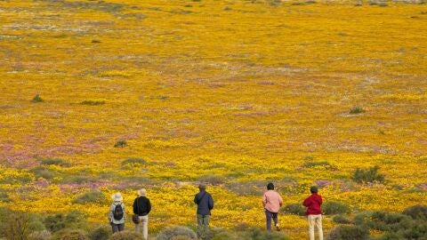 En Sudáfrica las flores crecen en el desierto 
