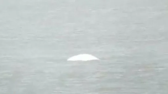 Encuentran una ballena beluga en el Támesis, a 40 kilómetros de Londres Encuentran una ballena beluga en el Támesis, a 40 kilómetros de Londres