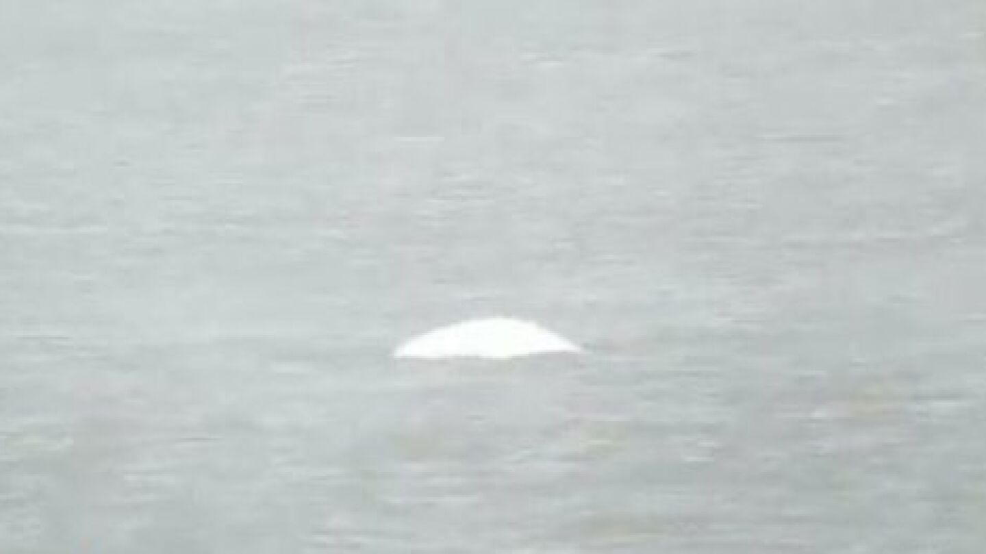 Encuentran una ballena beluga en el T&aacute;mesis, a 40 kil&oacute;metros de Londres