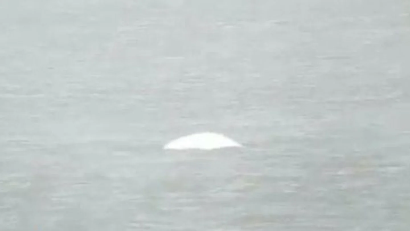 Encuentran una ballena beluga en el Támesis, a 40 kilómetros de Londres Encuentran una ballena beluga en el Támesis, a 40 kilómetros de Londres