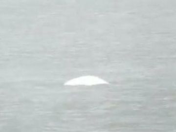 Encuentran una ballena beluga en el Támesis, a 40 kilómetros de Londres Encuentran una ballena beluga en el Támesis, a 40 kilómetros de Londres